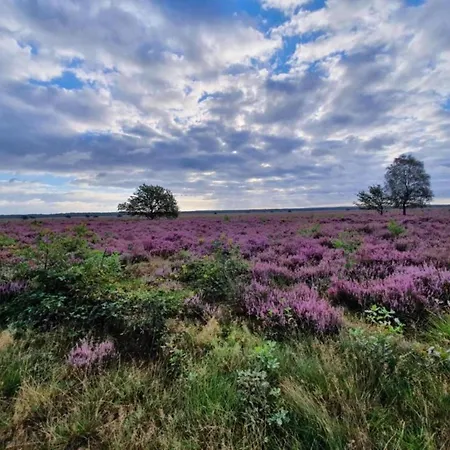 In Veluwe Near Speulderbos Forest Ermelo