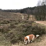 In Veluwe Near Speulderbos Forest * Эрмело
