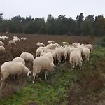 In Veluwe Near Speulderbos Forest *