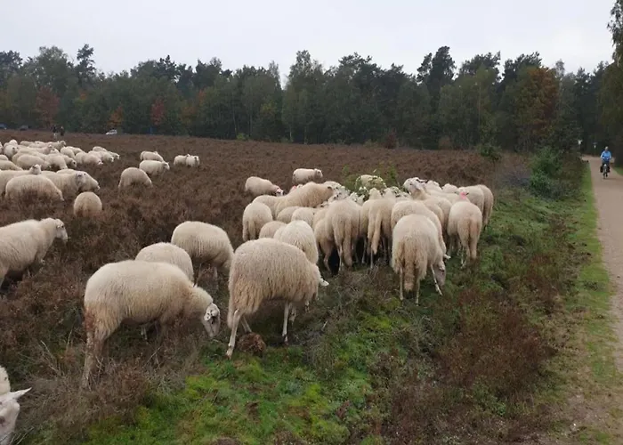 In Veluwe Near Speulderbos Forest *