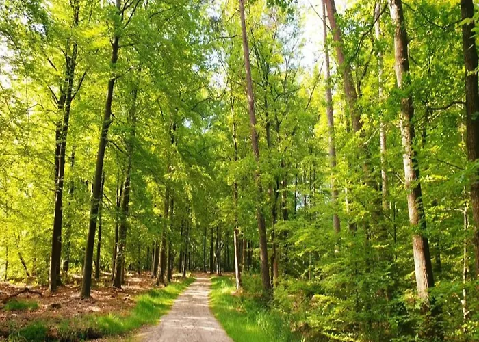 In Veluwe Near Speulderbos Forest